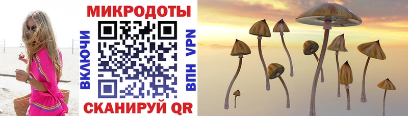 Псилоцибиновые грибы Cubensis  Богородицк 